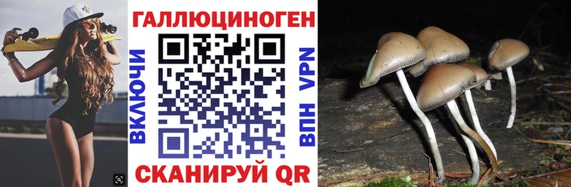 Псилоцибиновые грибы Psilocybine cubensis  Карачаевск 
