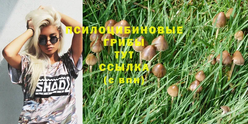 Галлюциногенные грибы Cubensis  ссылка на мегу ссылка  Карачаевск  наркотики 